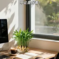 5块钱的“禄根”盆栽，我养出迷你热带雨林