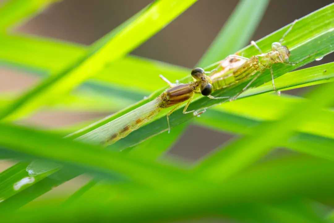 实测 | 摄影师们如何评价FE 100mm F2.8 Macro GM OSS?即刻欣赏实拍样张