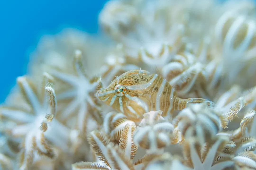 实测 | 摄影师们如何评价FE 100mm F2.8 Macro GM OSS?即刻欣赏实拍样张