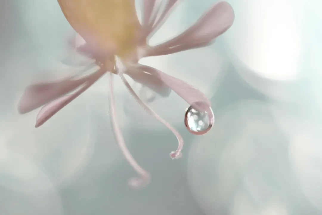 实测 | 摄影师们如何评价FE 100mm F2.8 Macro GM OSS?即刻欣赏实拍样张