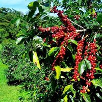 为什么越来越多烘焙师开始关注巴布亚新几内亚咖啡豆？