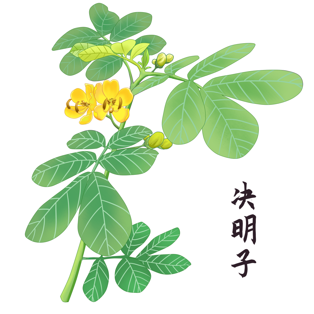 决明子：从中药柜到餐桌，一颗种子的饮品革命