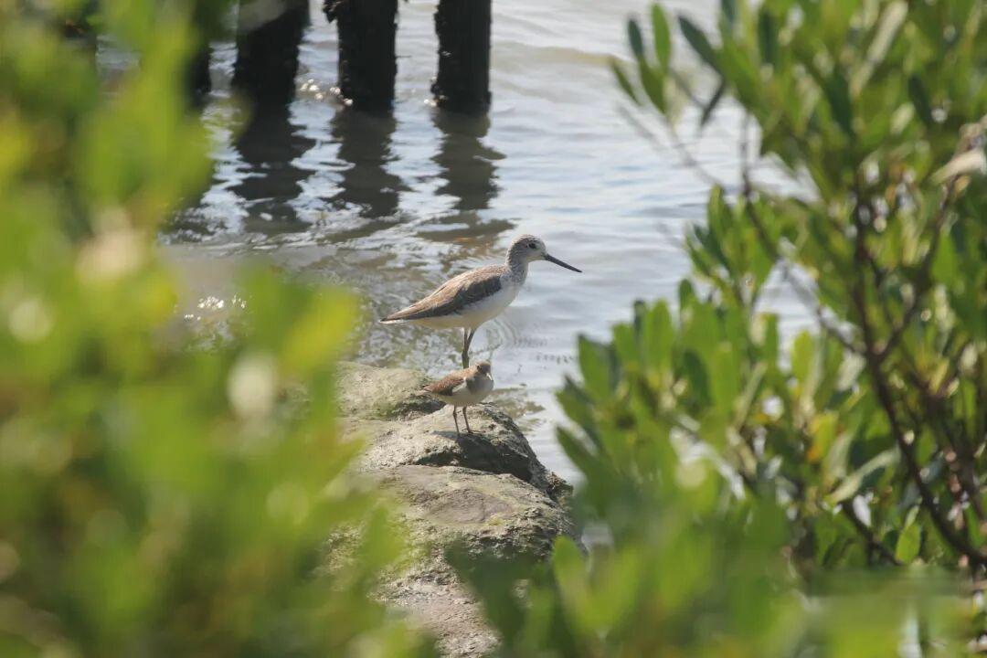 考后出发丨1.27/1.31深圳湾海滨栈道16Km徒步/观鸟/看海...