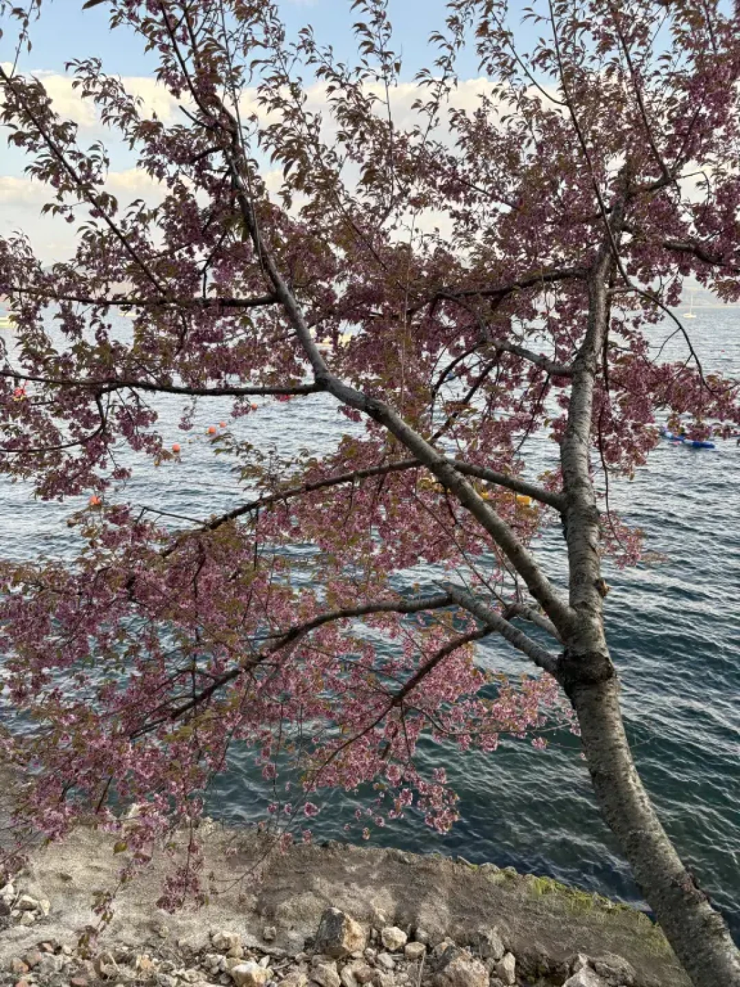 云南玉溪抚仙湖一日游美景📷攻略｜附路线