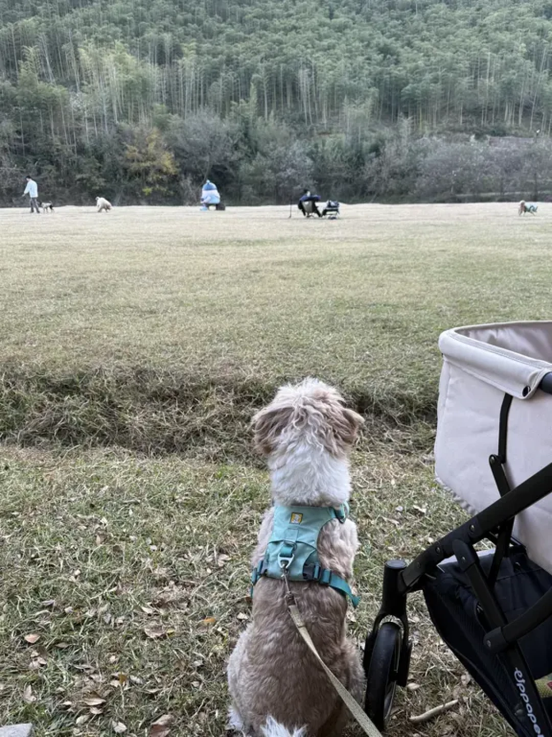 旅行｜江浙沪宠物友好周边游——安吉