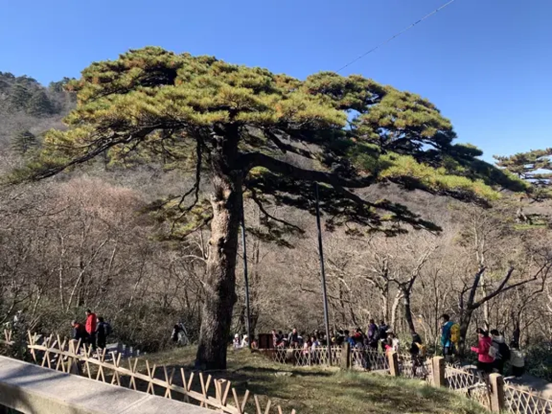 亲测!黄山云股东真免票🎫!两天特种兵实录