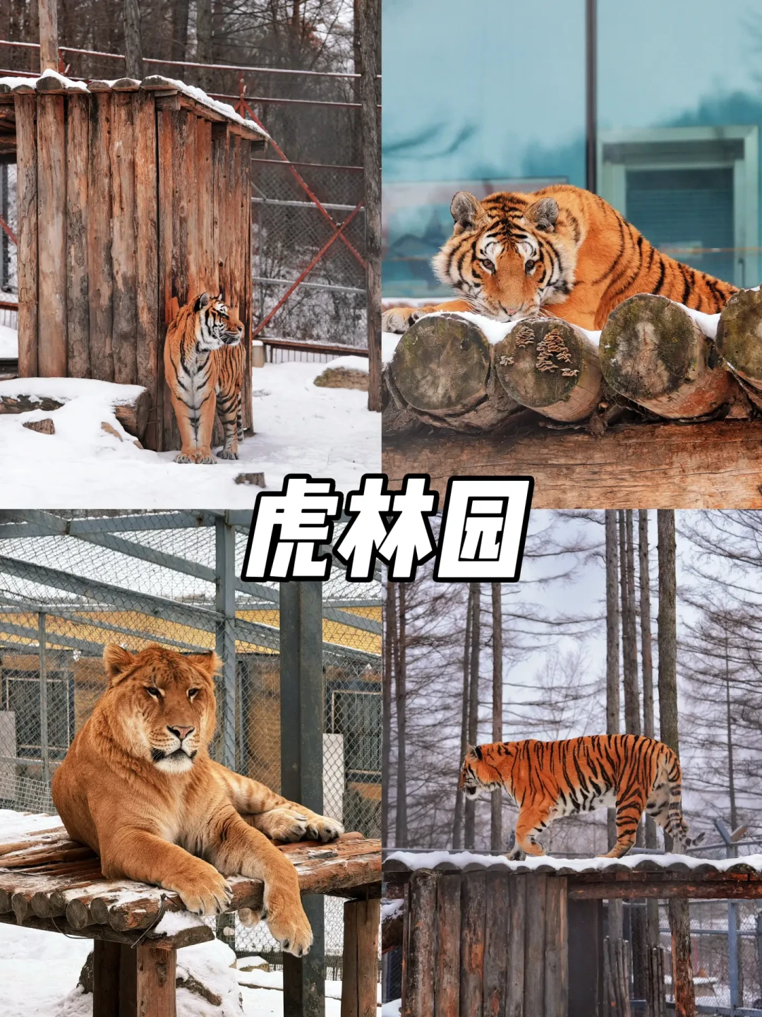 🚏横道河子|拍照打卡一日游路线‼️省时省力✅