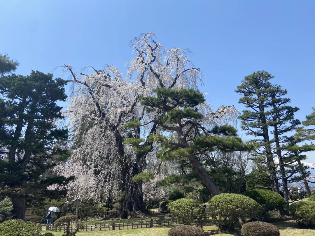 个人向日本东北追樱体验分享排行