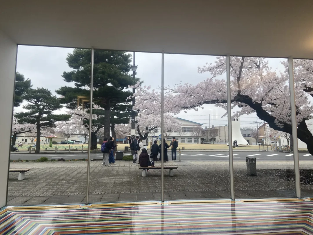 个人向日本东北追樱体验分享排行