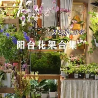 小空间养花，木质花架实测推荐