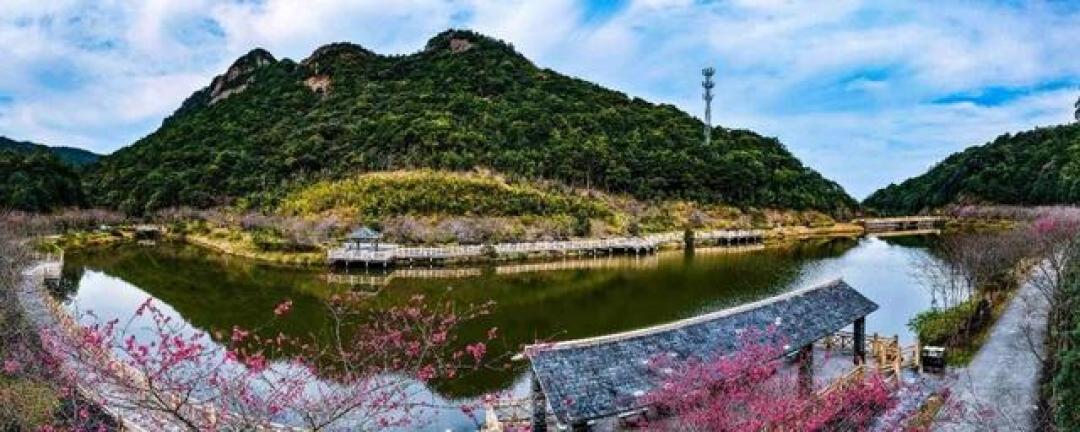 花开广州!樱花、桃花、梅花……广州最新赏花攻略请查收→