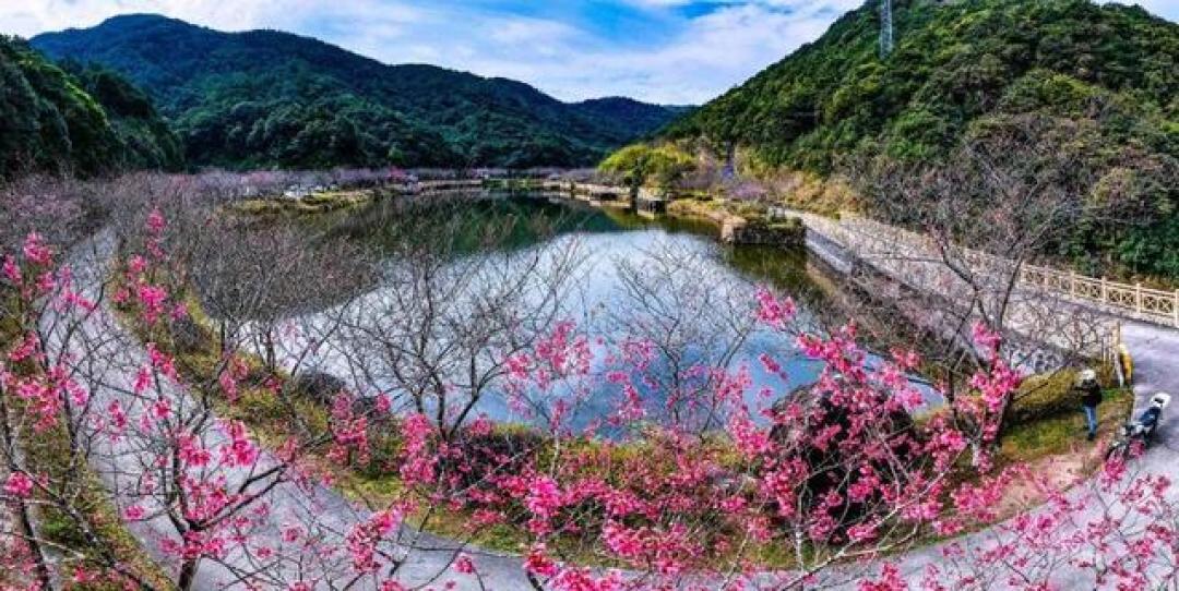 花开广州!樱花、桃花、梅花……广州最新赏花攻略请查收→