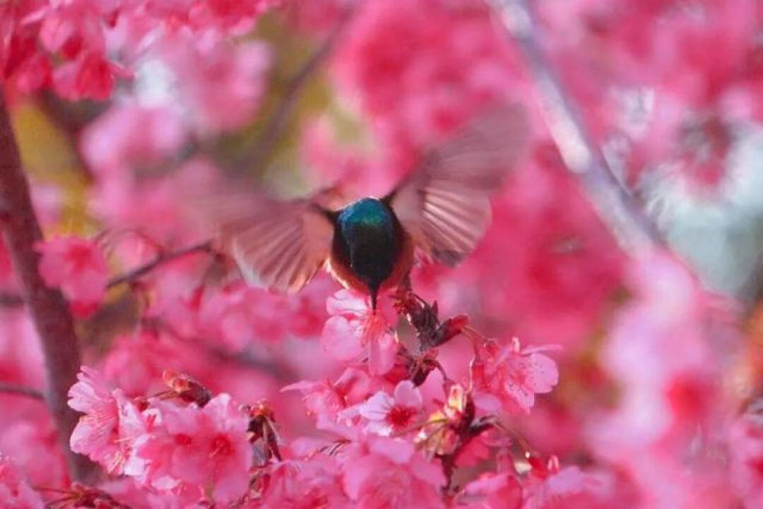 花开广州!樱花、桃花、梅花……广州最新赏花攻略请查收→