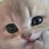 科学选猫粮避坑指南：从成分到适配，一步到位