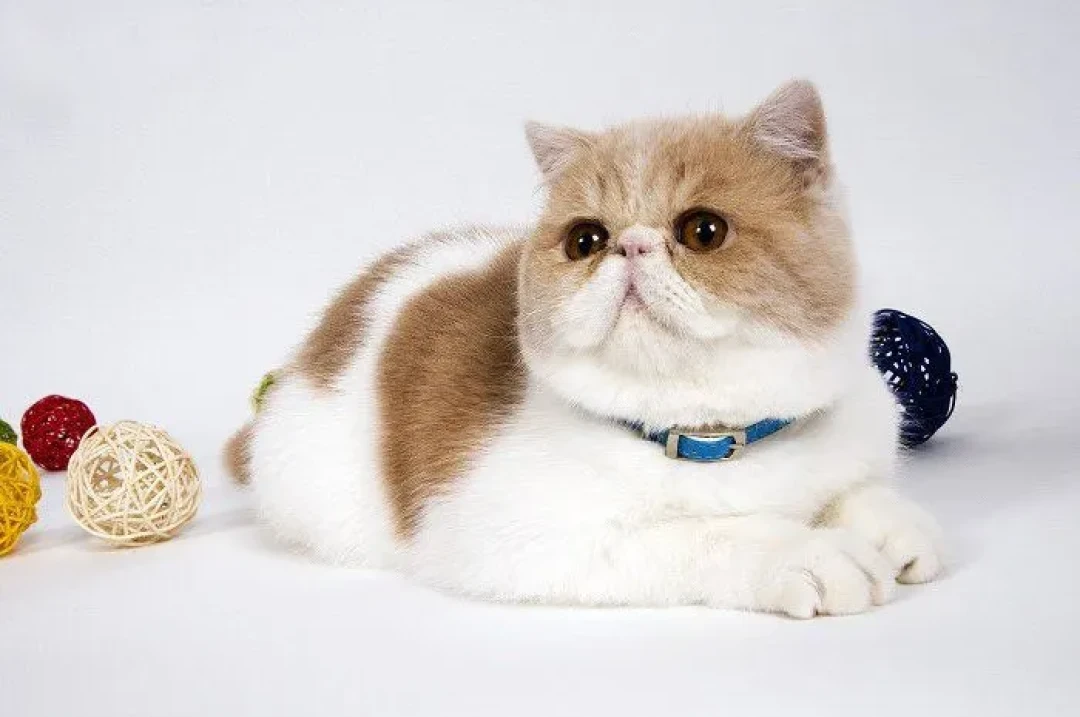 加菲猫：大包子脸，自带蠢萌属性，出道很多年！