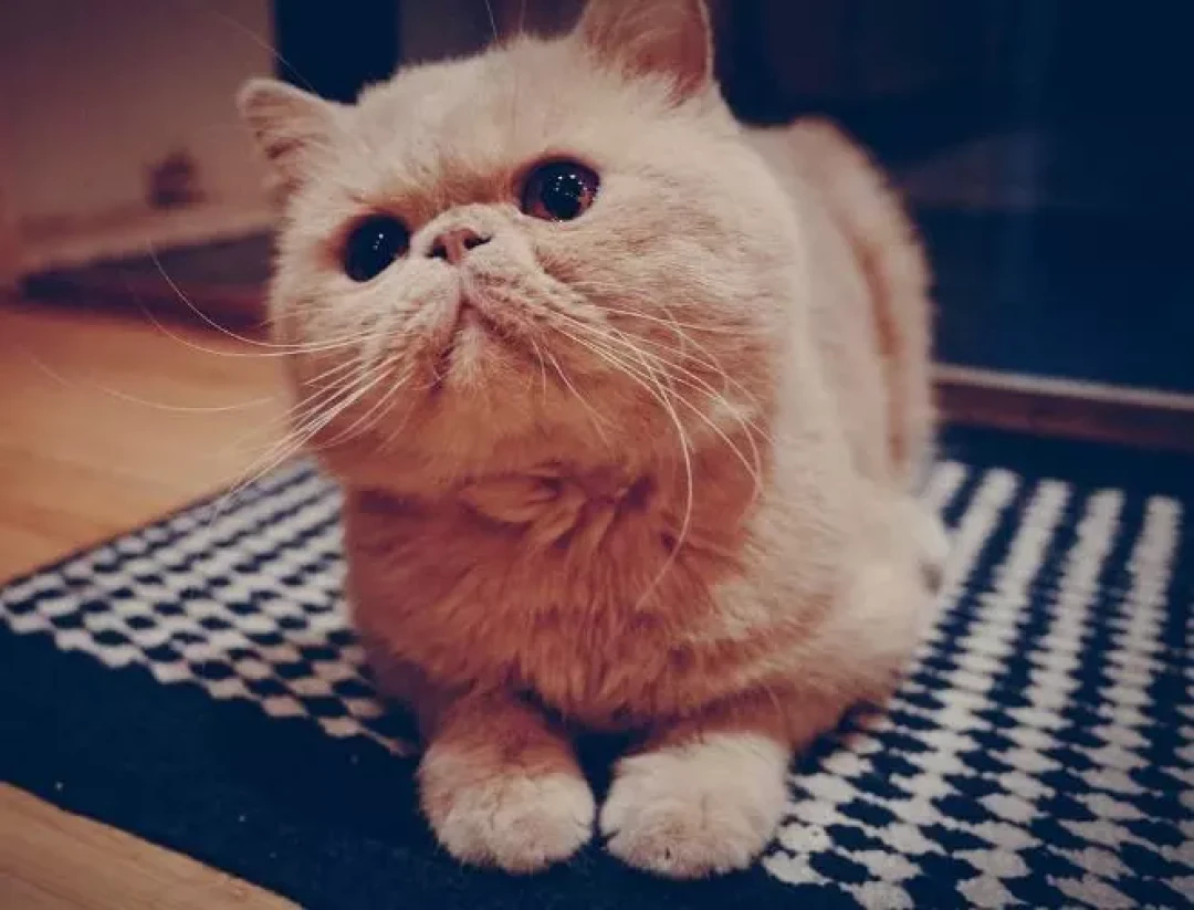 加菲猫：大包子脸，自带蠢萌属性，出道很多年！