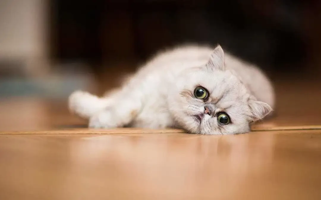 加菲猫：大包子脸，自带蠢萌属性，出道很多年！