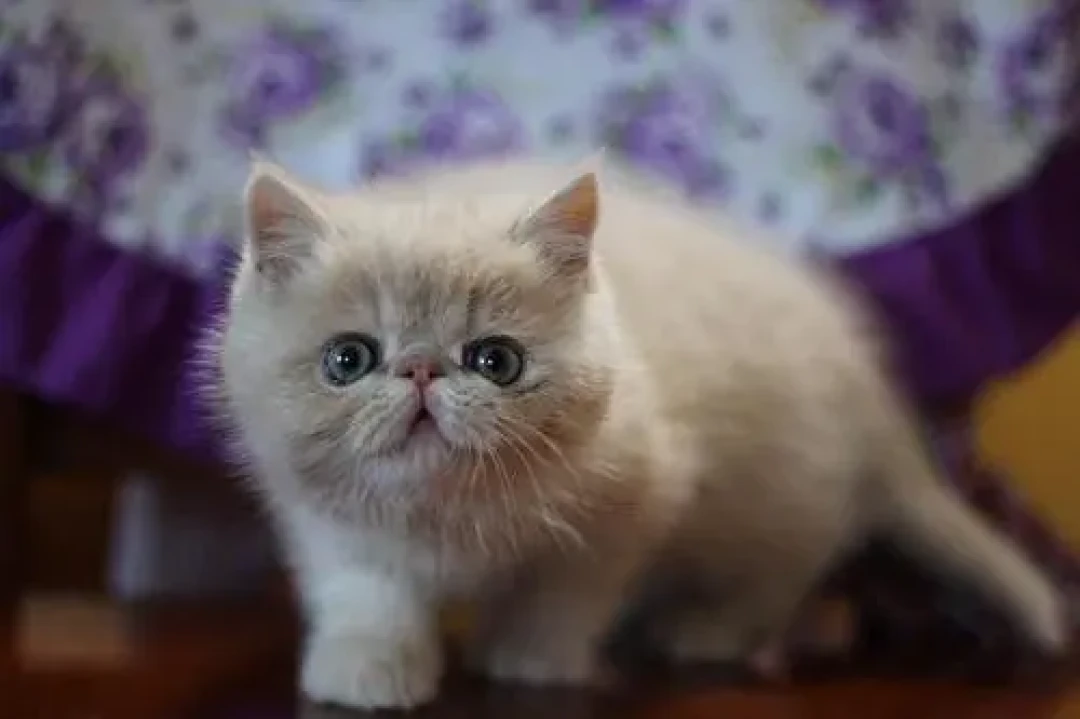 加菲猫：大包子脸，自带蠢萌属性，出道很多年！