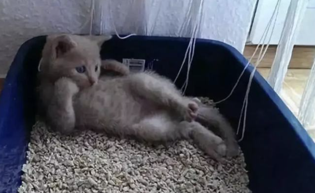 好主人进化论:猫咪发现每次埋好的屎都被刨出来,后来就干脆不埋了 【文末福利】