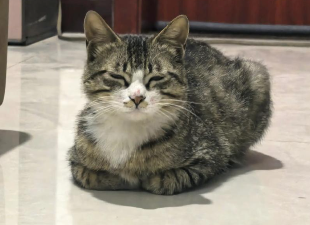 好主人进化论:猫咪发现每次埋好的屎都被刨出来,后来就干脆不埋了 【文末福利】