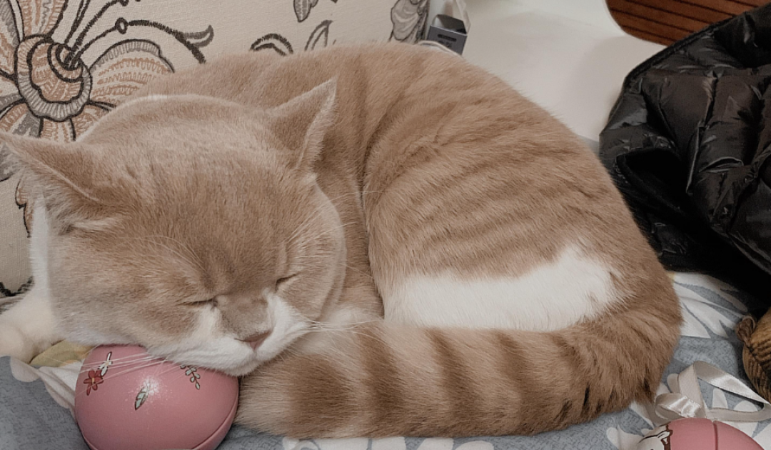 好主人进化论:猫咪发现每次埋好的屎都被刨出来,后来就干脆不埋了 【文末福利】