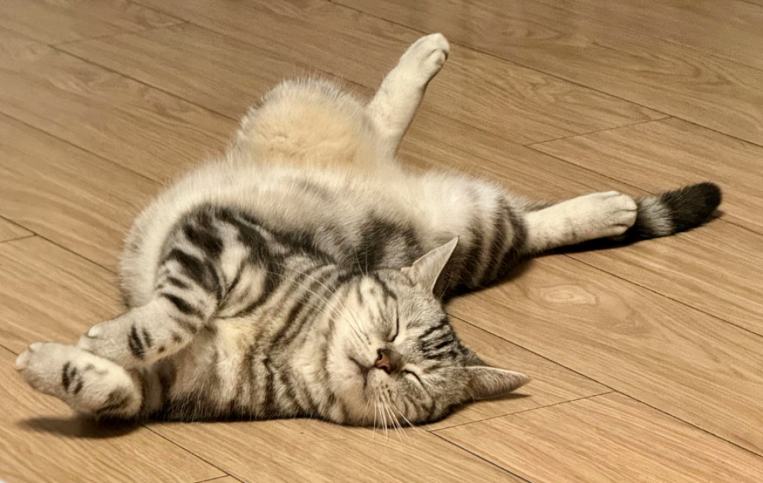 好主人进化论:猫咪发现每次埋好的屎都被刨出来,后来就干脆不埋了 【文末福利】