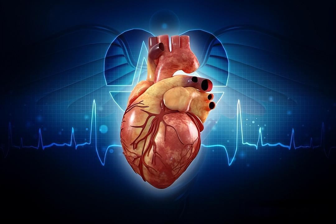 研究发现小腿肌肉多死亡率降一半,这对普通人健康管理有何意义?