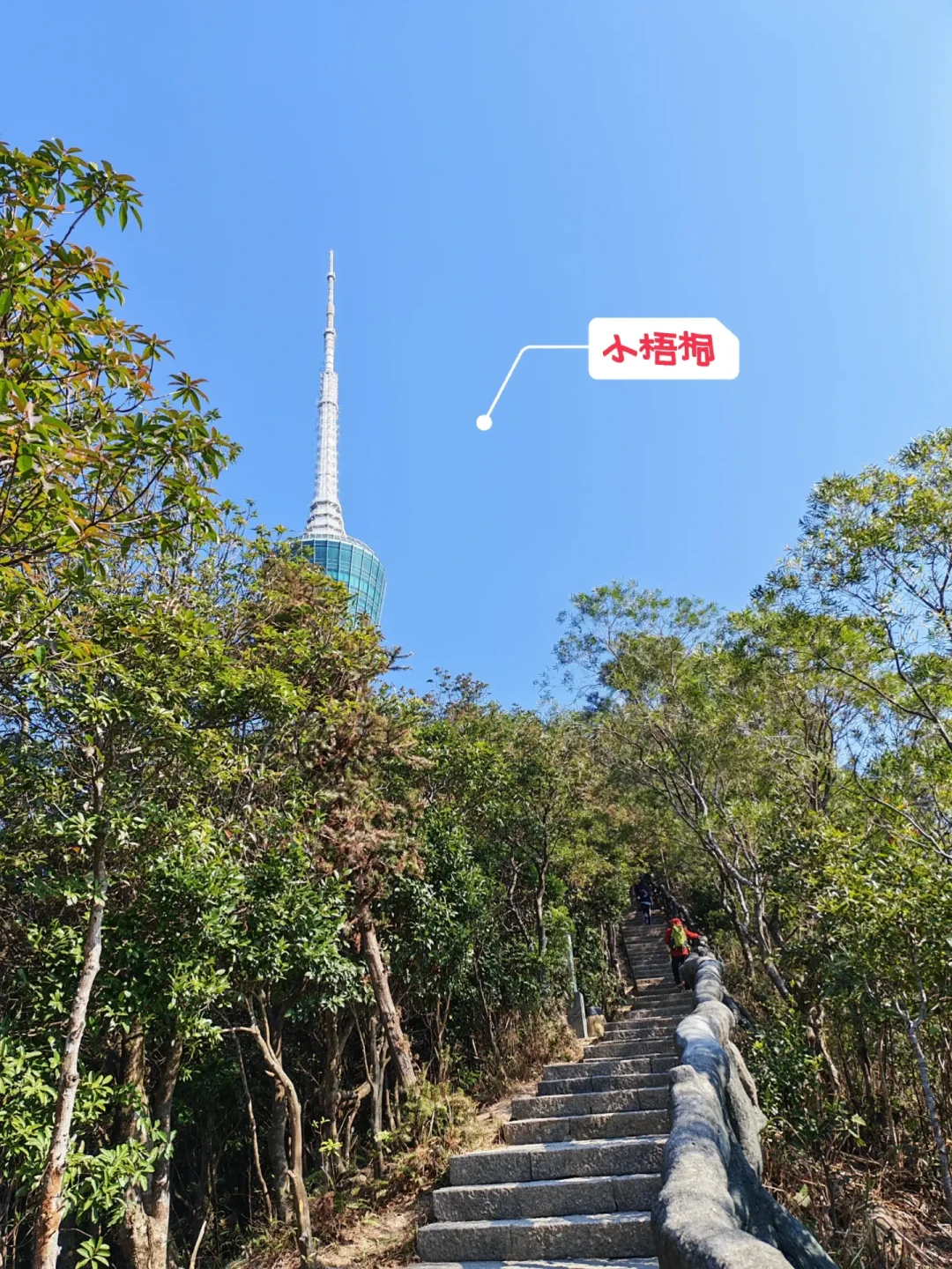 梧桐山|凌云道上秀桐道下废膝盖的一天