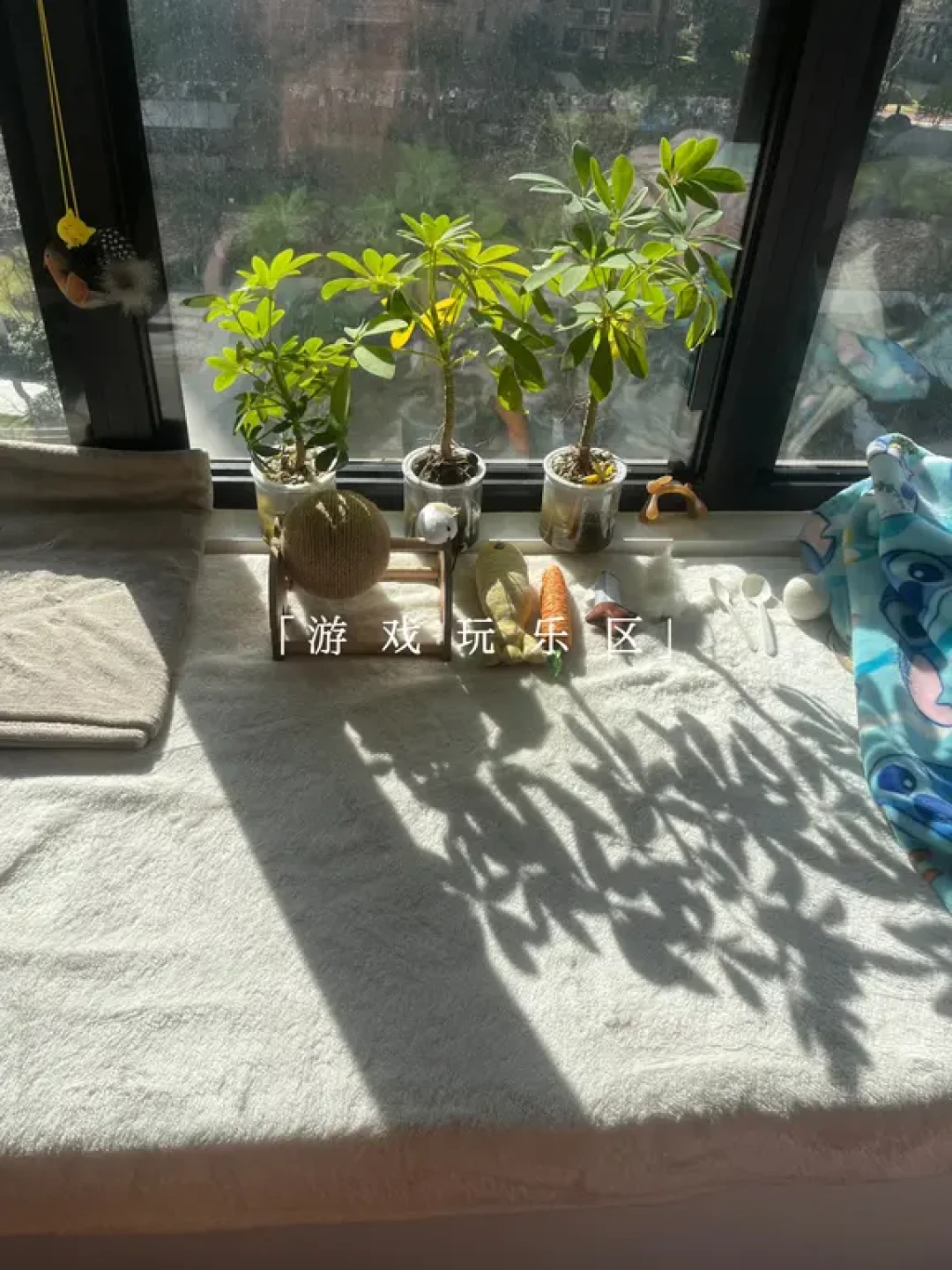 人猫共处 一室和谐