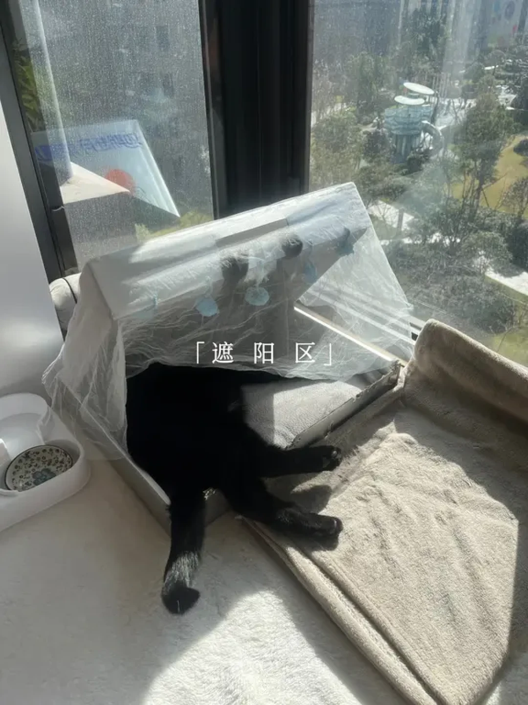 人猫共处 一室和谐