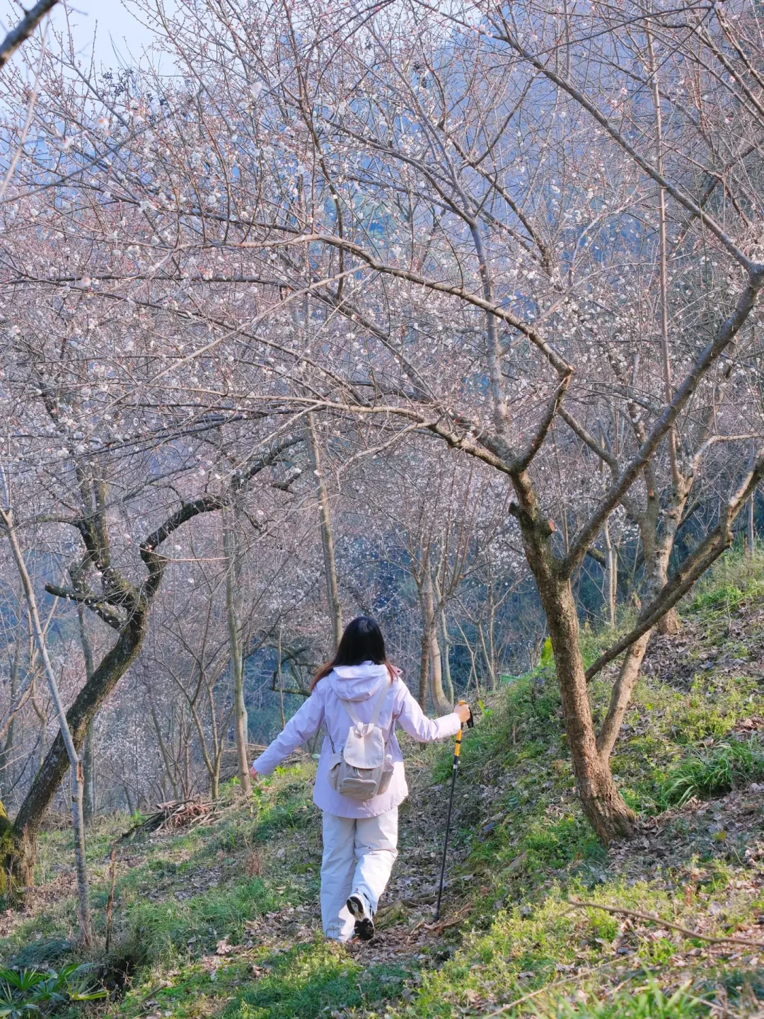 成都1h|人少景美的赏花徒步路线！附攻略