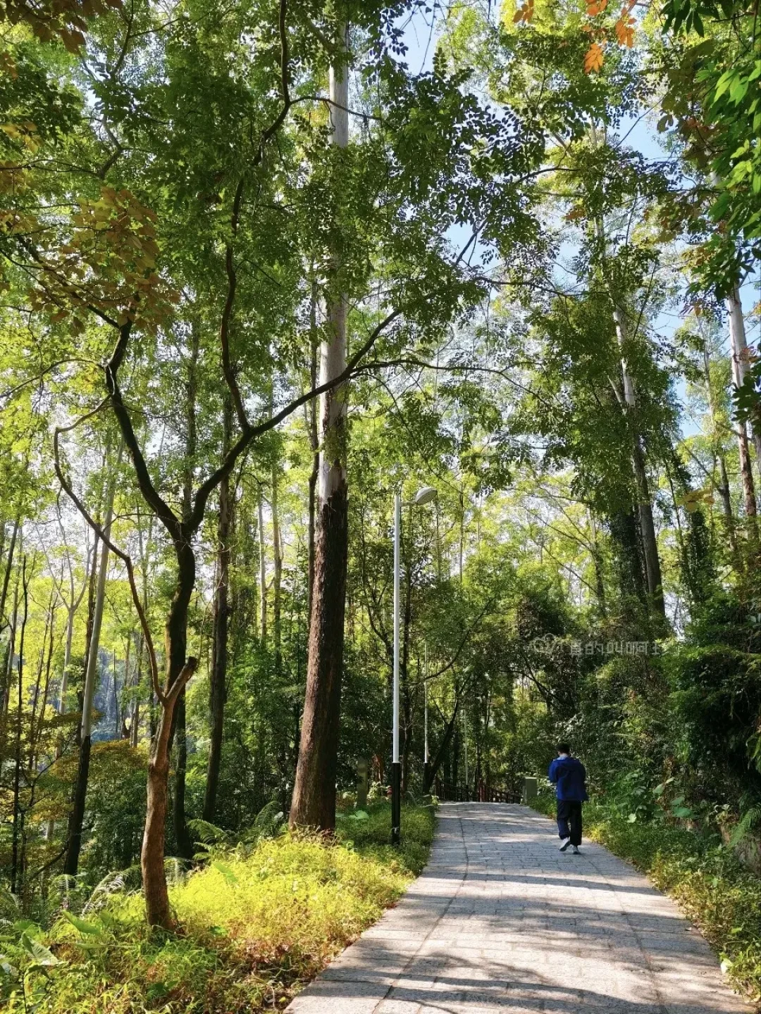 广州1h直达森林徒步环线,周末免费爬山放空