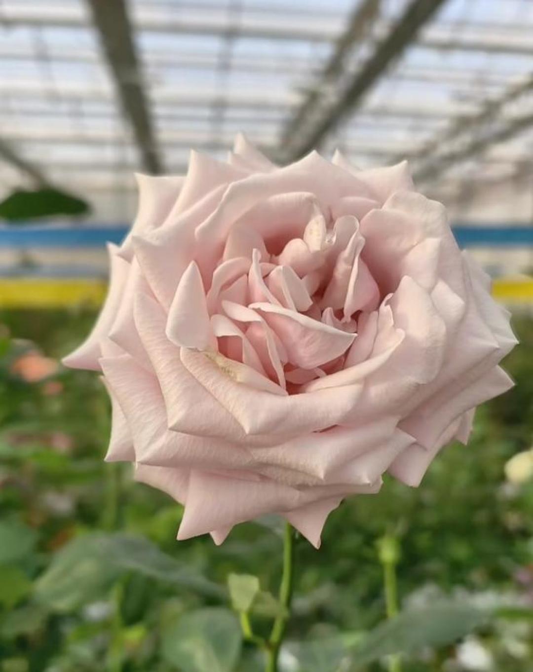 花开如她！云南“中国芯”月季定名“娇龙”，以此纪念贺娇龙