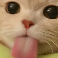 2026 国产猫粮排行榜，高性价比优质款推荐！