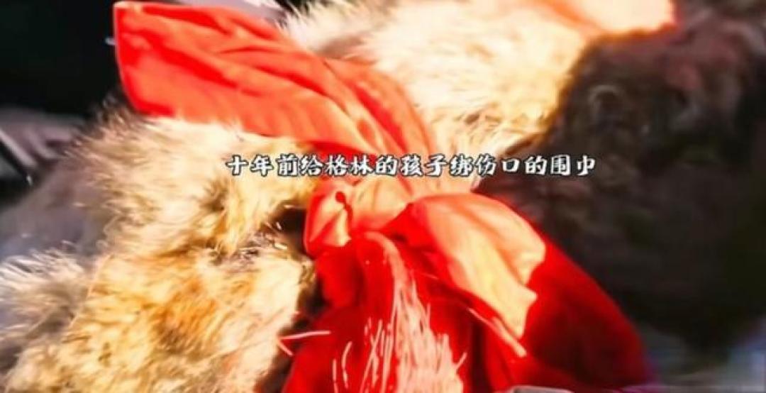 《重返狼群》观后感,一部全程让人泪目的纪录片,建议大家去看看