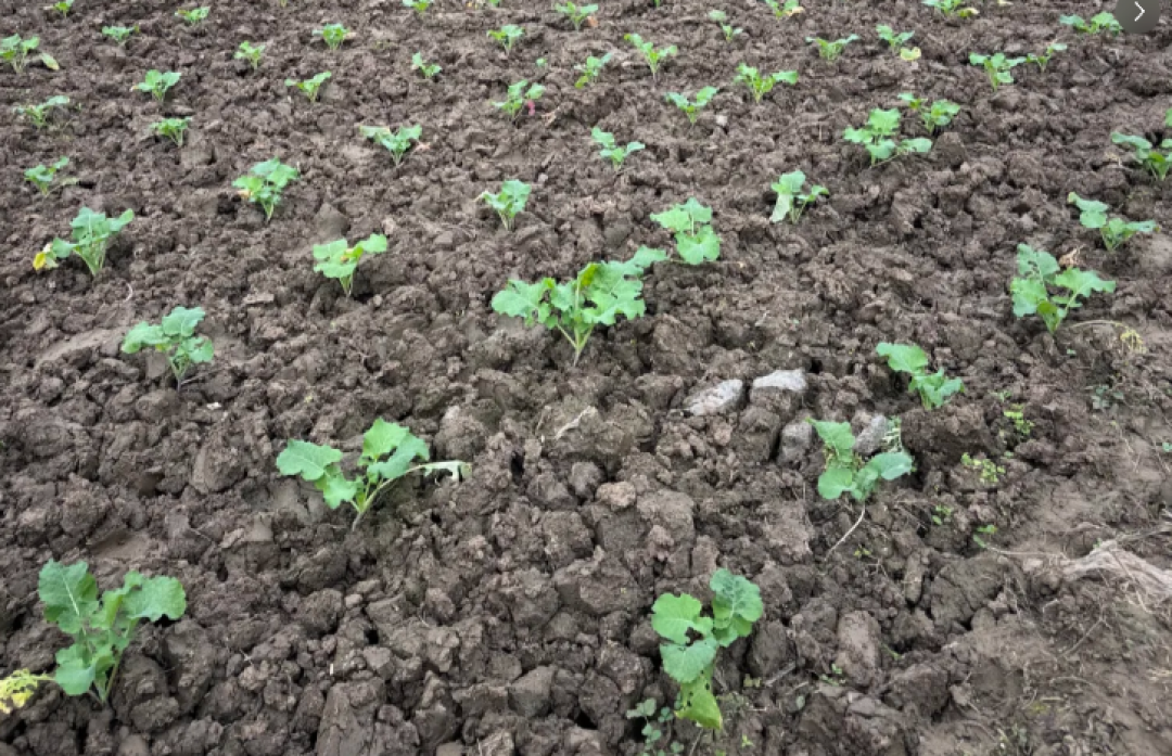 懒人种菜就选这6样,浇浇水就能吃半年,新手也不会养死
