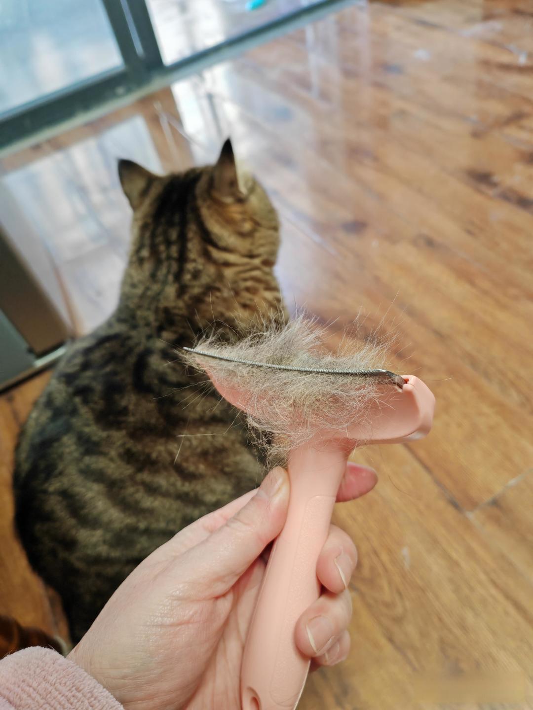 猫为什么会那么掉毛?它会意识到自己很掉毛吗?