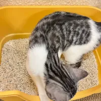 PETSHY用了一个月，说说真实感受🧐