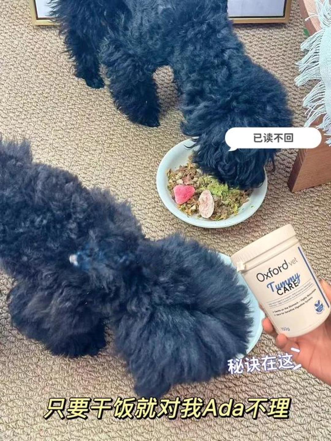 两只泰迪 | 玻璃胃&钢铁胃 | 养护心得