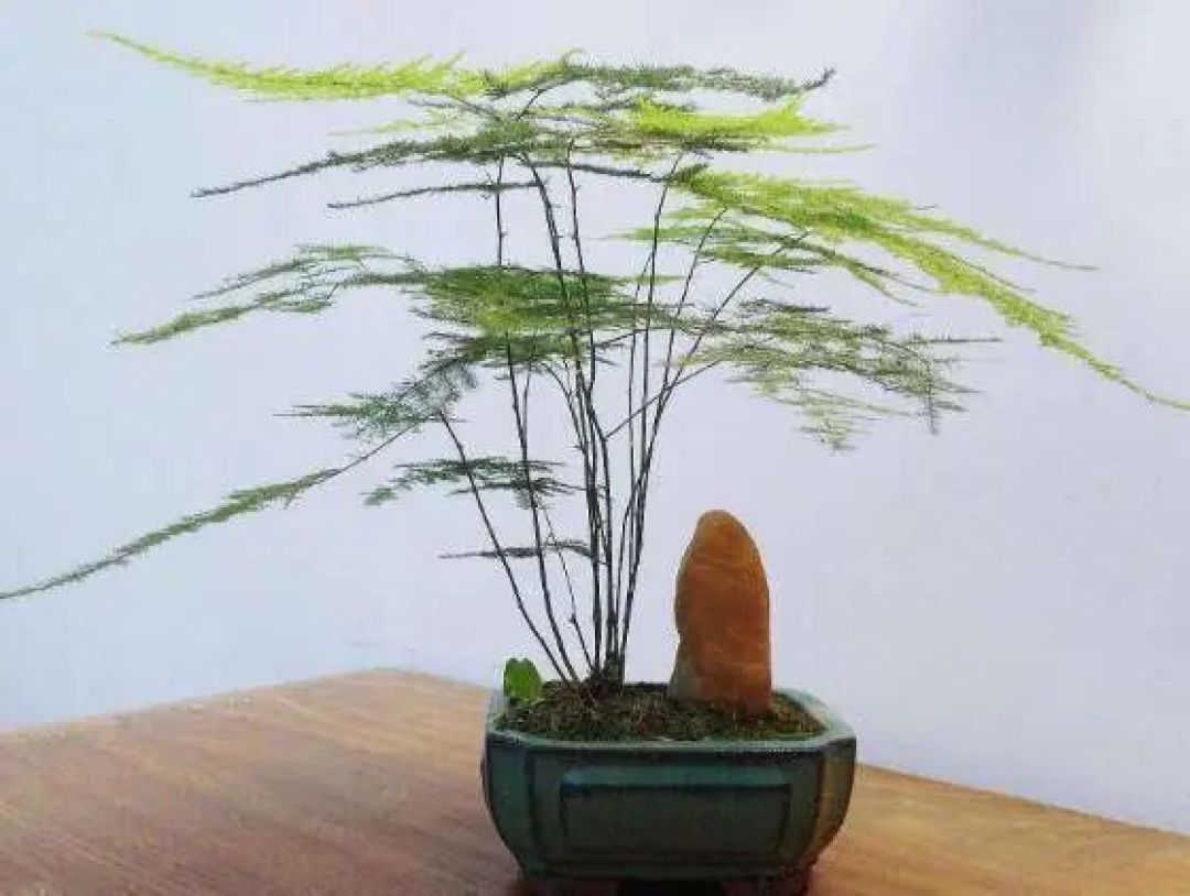 家庭养花:用这3样“小药片”,养啥啥旺,根叶长得壮