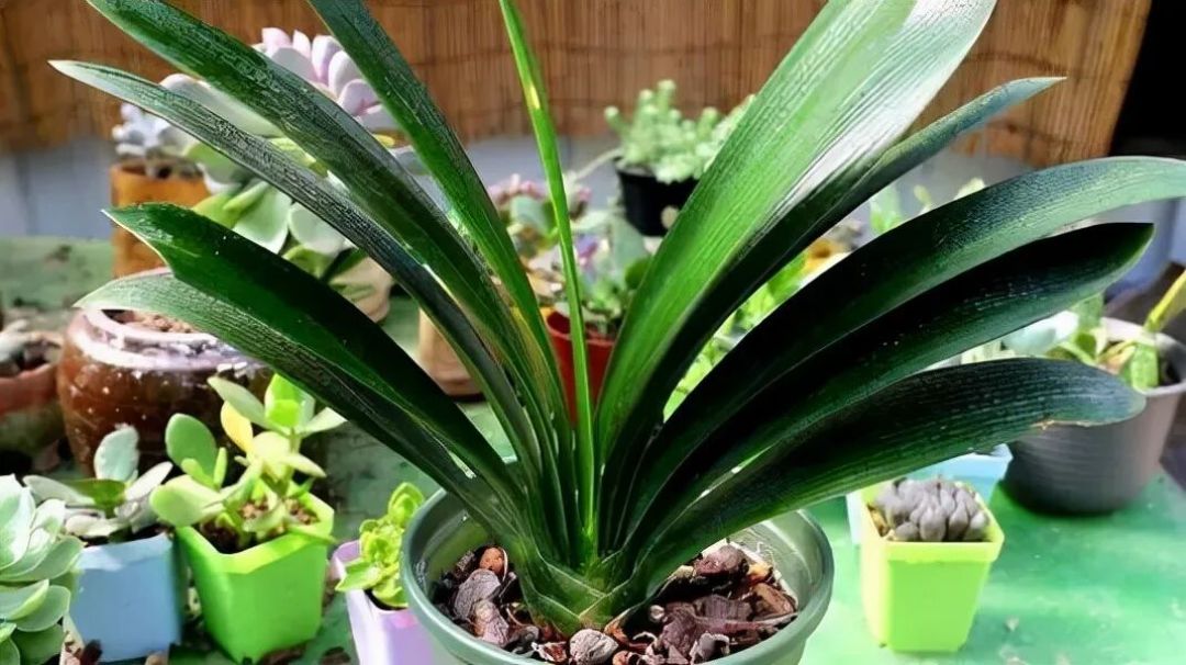 花友养了2年的君子兰开花了,分享是做对了这5件事,咱也学一学