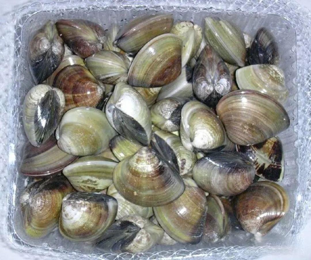 【海钓百科】海钓常用的9种饵