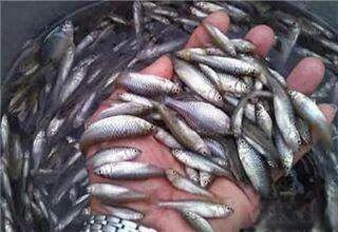 【海钓百科】海钓常用的9种饵