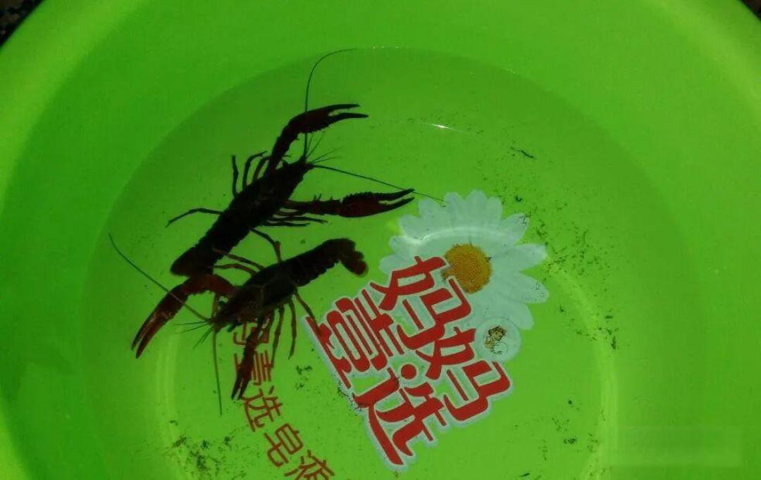 【海钓百科】海钓常用的9种饵