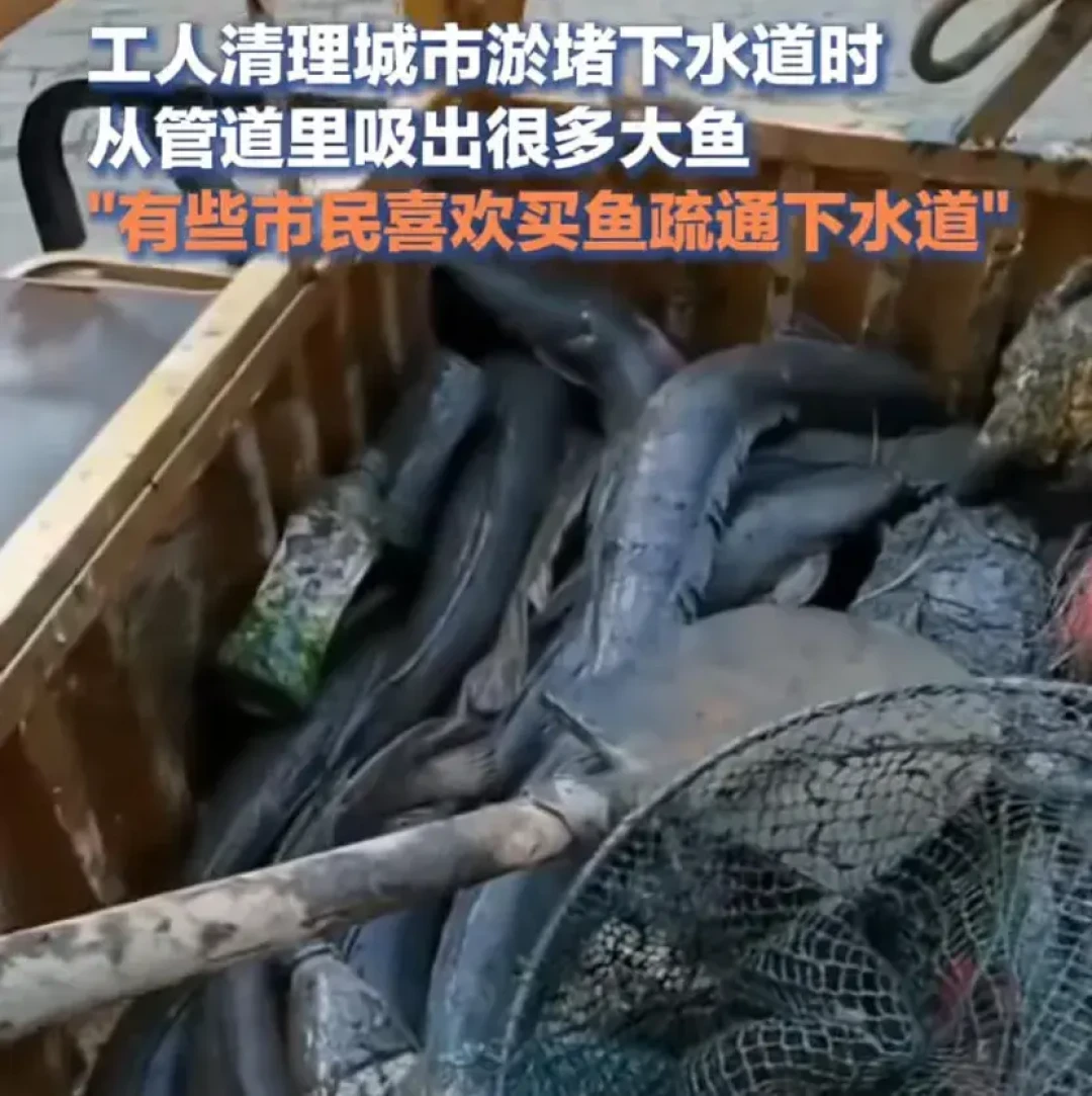 它是拯救非洲千万人的饥饿克星,为何在中国的餐桌上被淘汰?