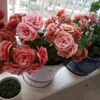 此盆栽植物，花朵似玫瑰，四季开花，漂亮又喜庆，适合做年宵花