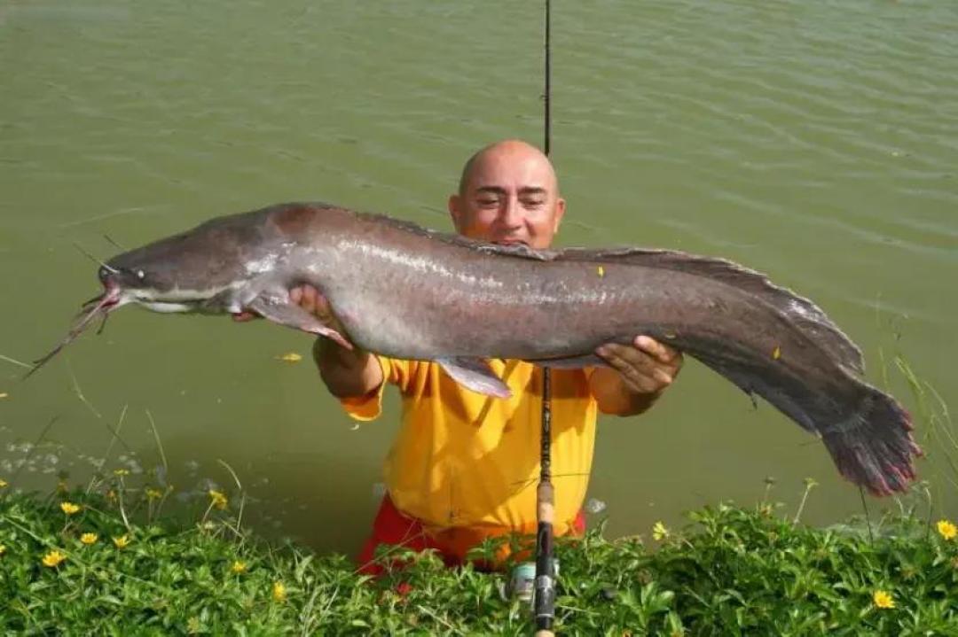 它是拯救非洲千万人的饥饿克星,为何在中国的餐桌上被淘汰?