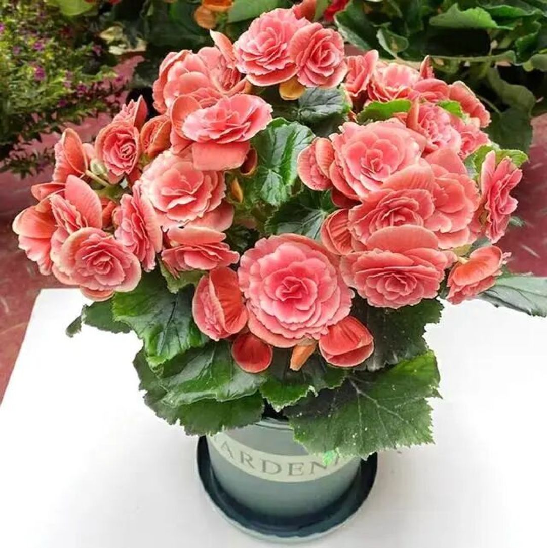 丽格海棠这样养,花开像“玫瑰花”,又大又艳,连开几个月