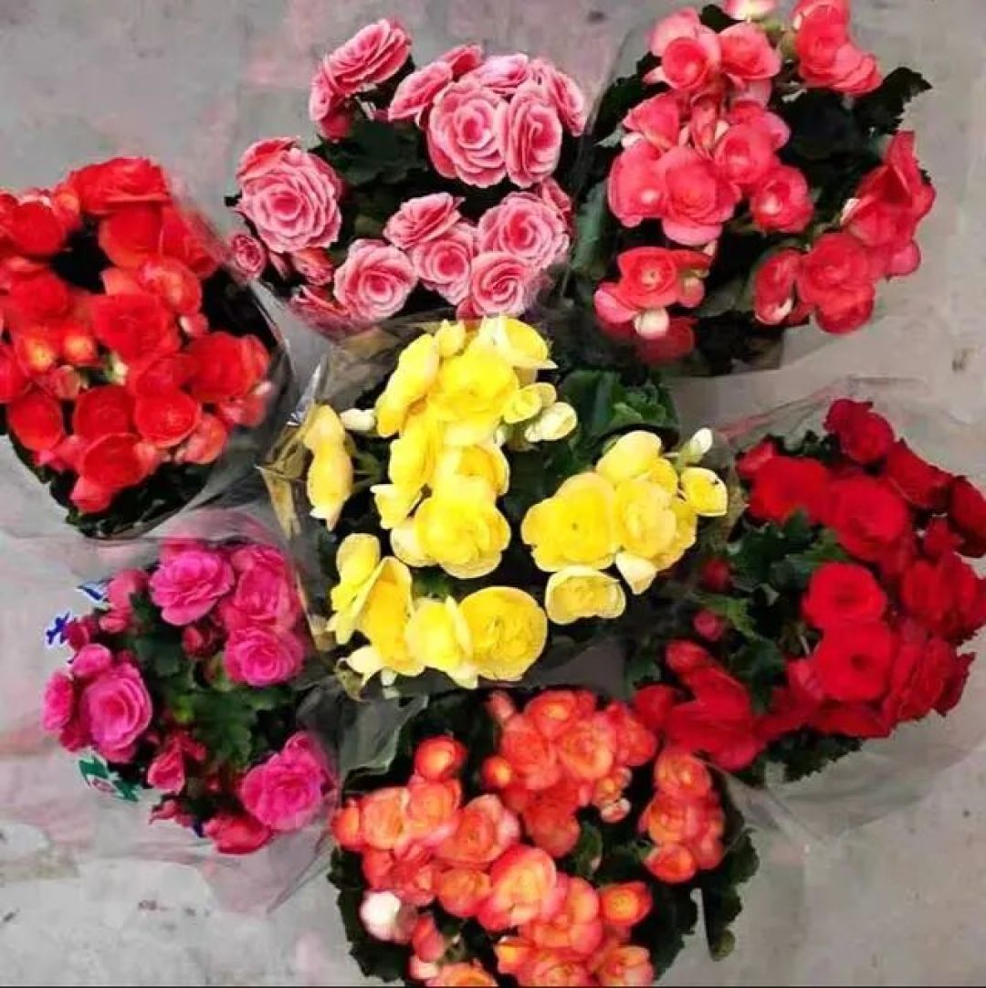 丽格海棠这样养,花开像“玫瑰花”,又大又艳,连开几个月
