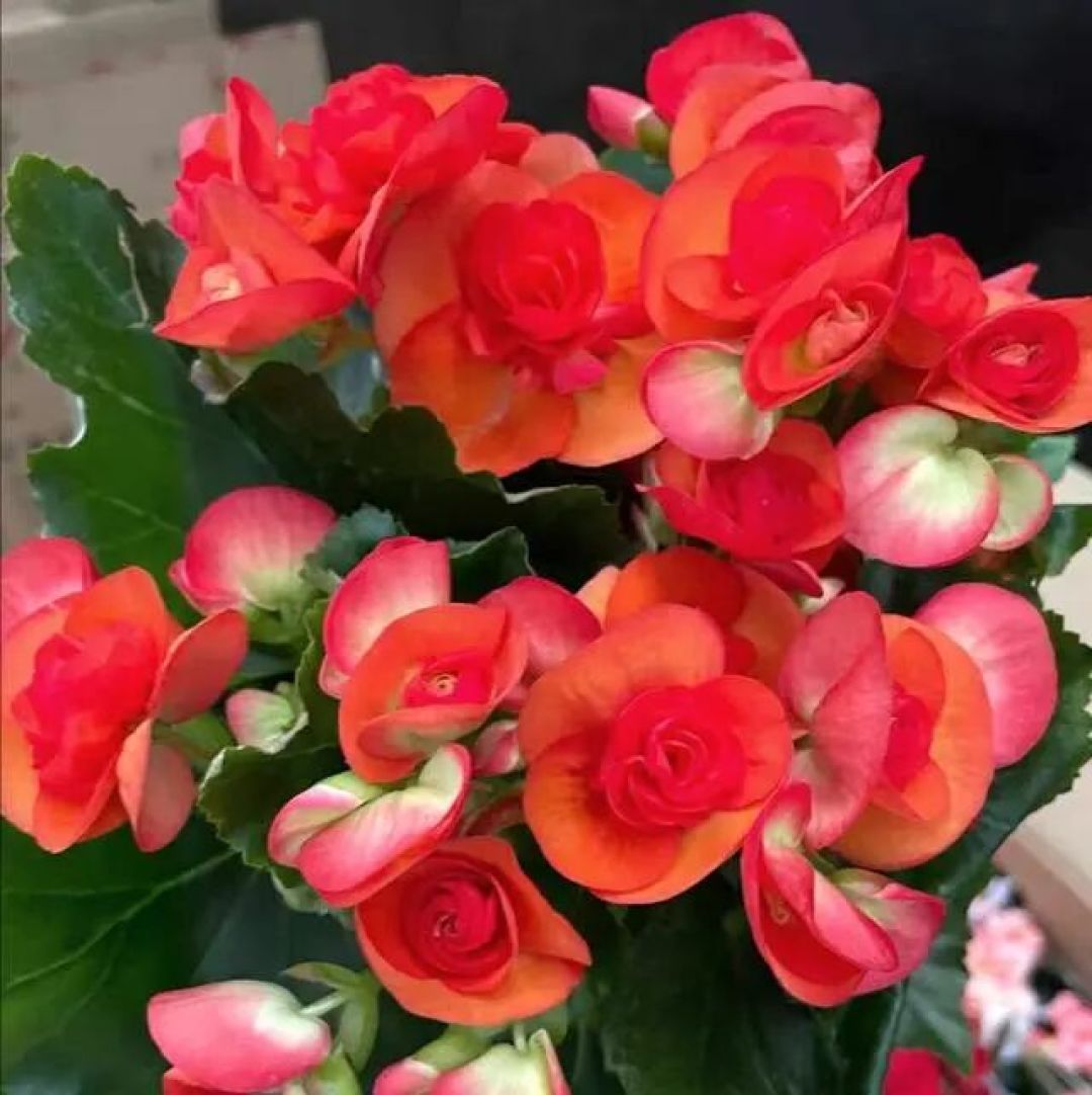 丽格海棠这样养,花开像“玫瑰花”,又大又艳,连开几个月